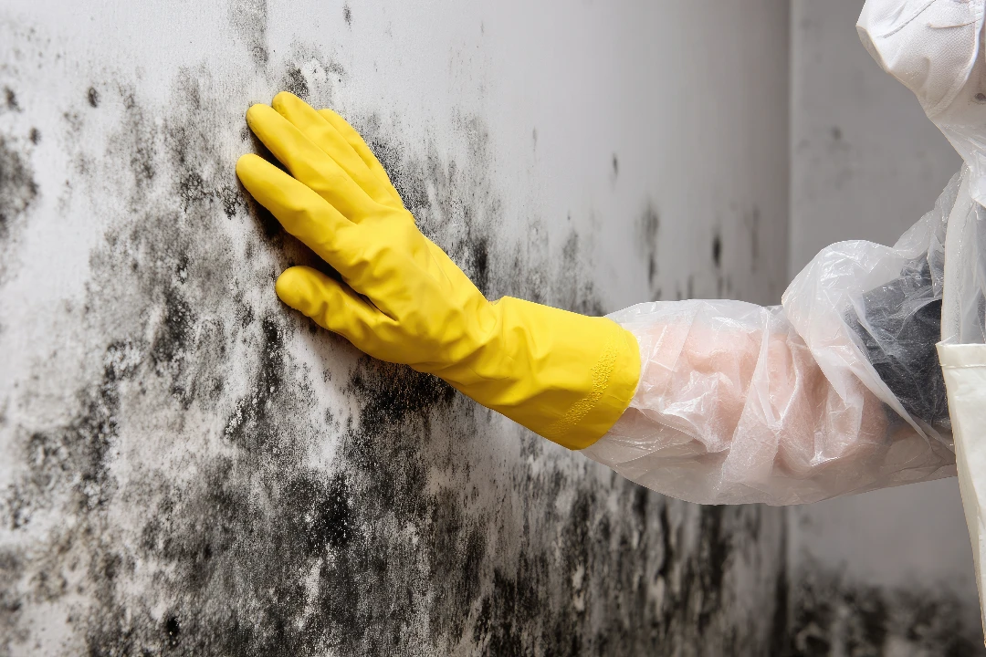 Mould Specialist Sydney